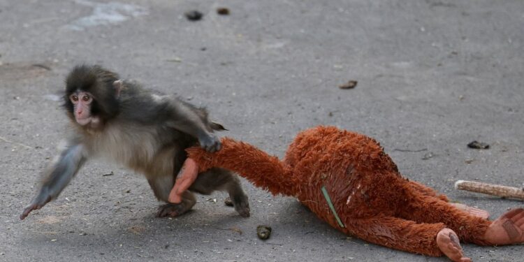 The Heartfelt Beauty of Connection: A Review of 'The Little Monkey and the Plush Toy'