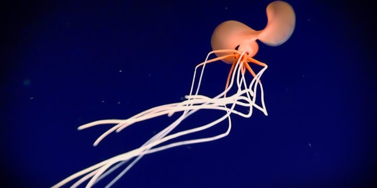 What Did Deep-Sea Researchers Capture on Their Cameras—And Why Are Scientists Calling This Unidentified Ocean Figure One of the Most Unsettling Discoveries Ever Recorded Underwater?